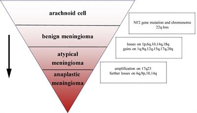 Molecular Mechanism and Approach in Progression of Meningioma